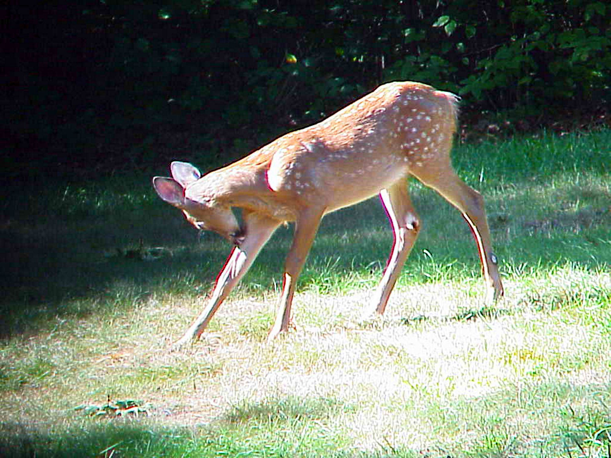 Lots of wildlife